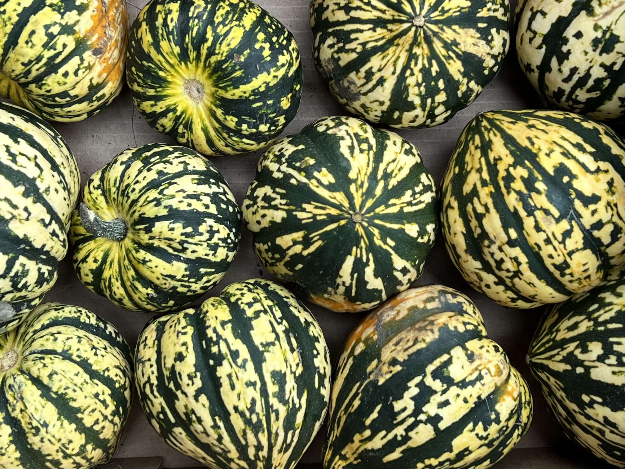 Squash Harlequin
