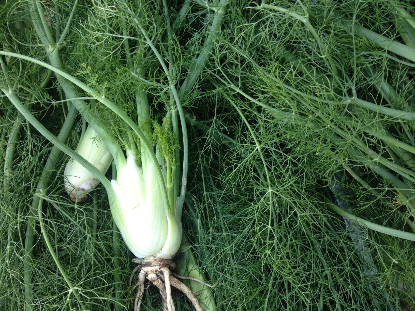 Image of Fennel With Tops