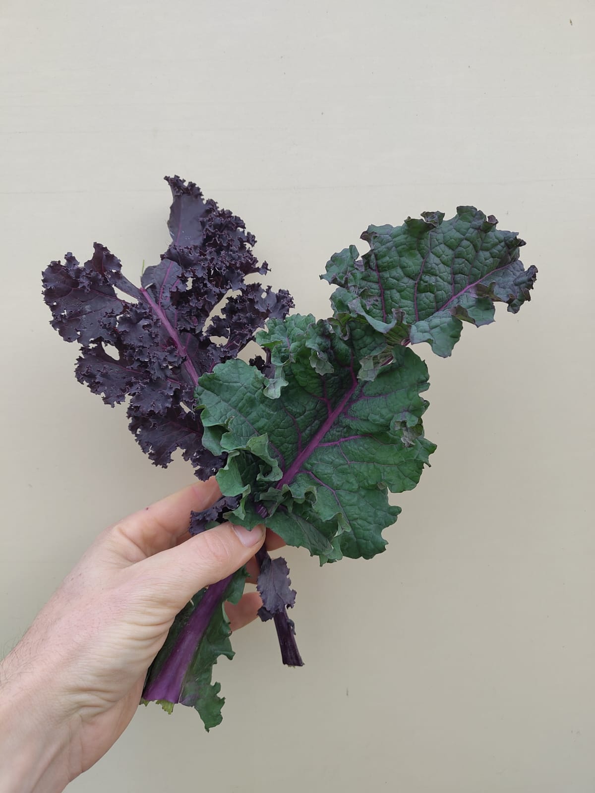 Kale, Red