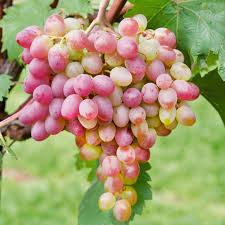 PYO Grapes - Rosa Seedless