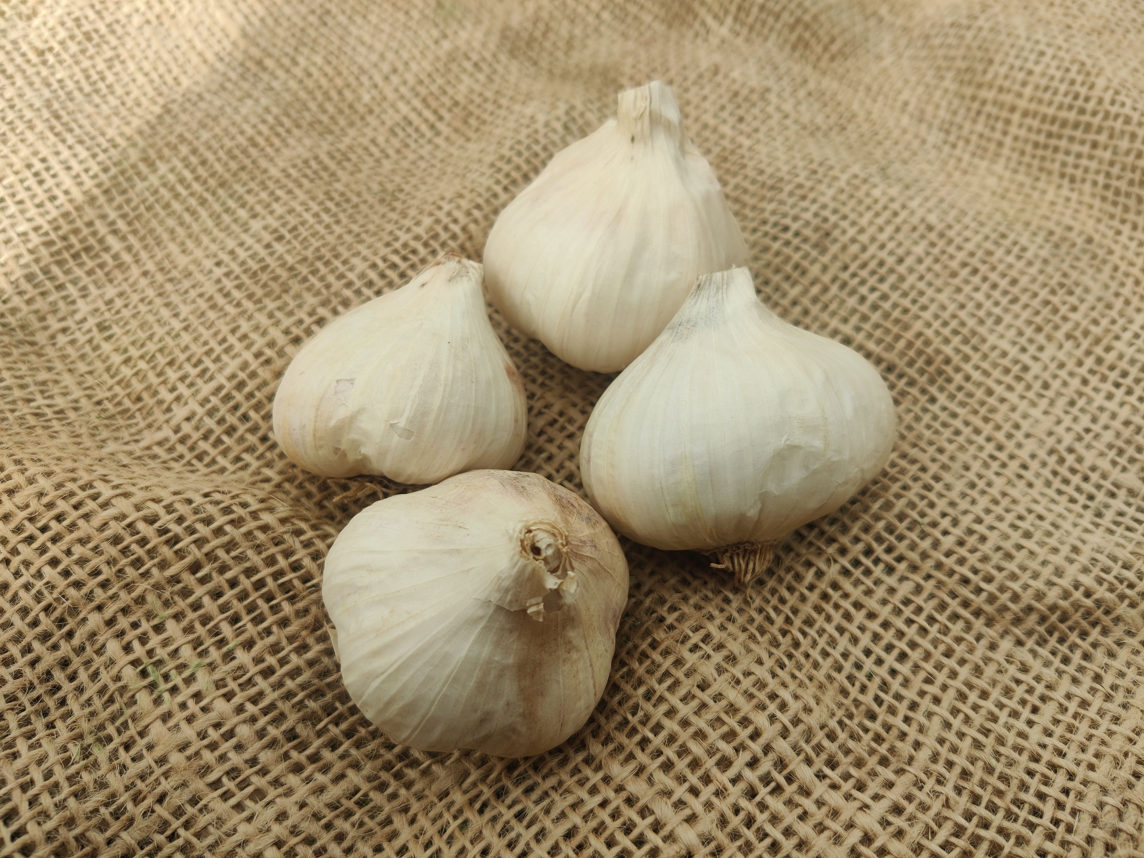 Image of Garlic (Forty Hall Farm)