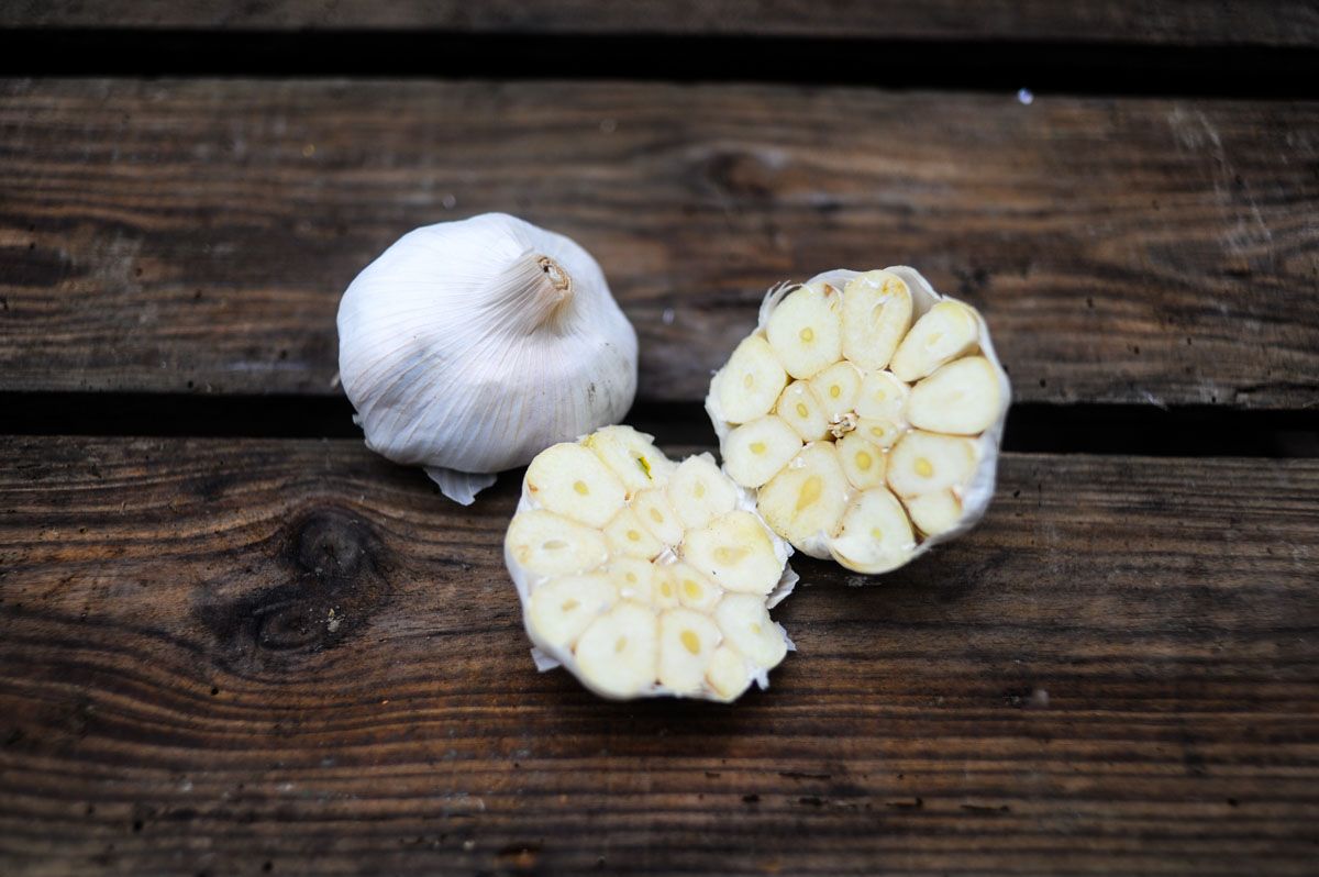 Garlic