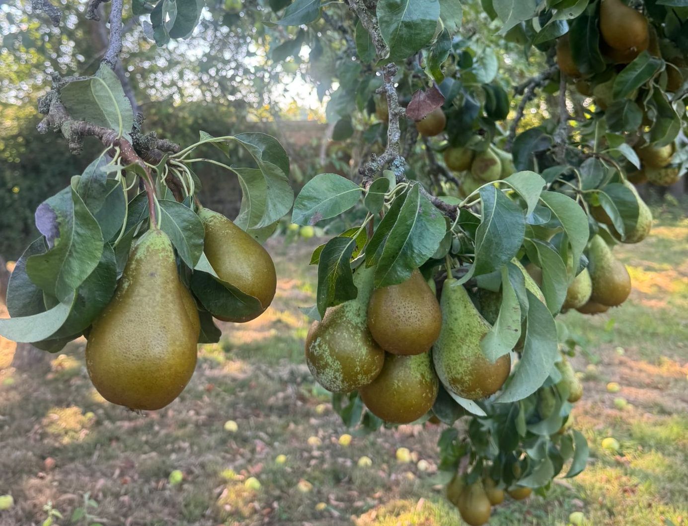 Image of  Pears x5 