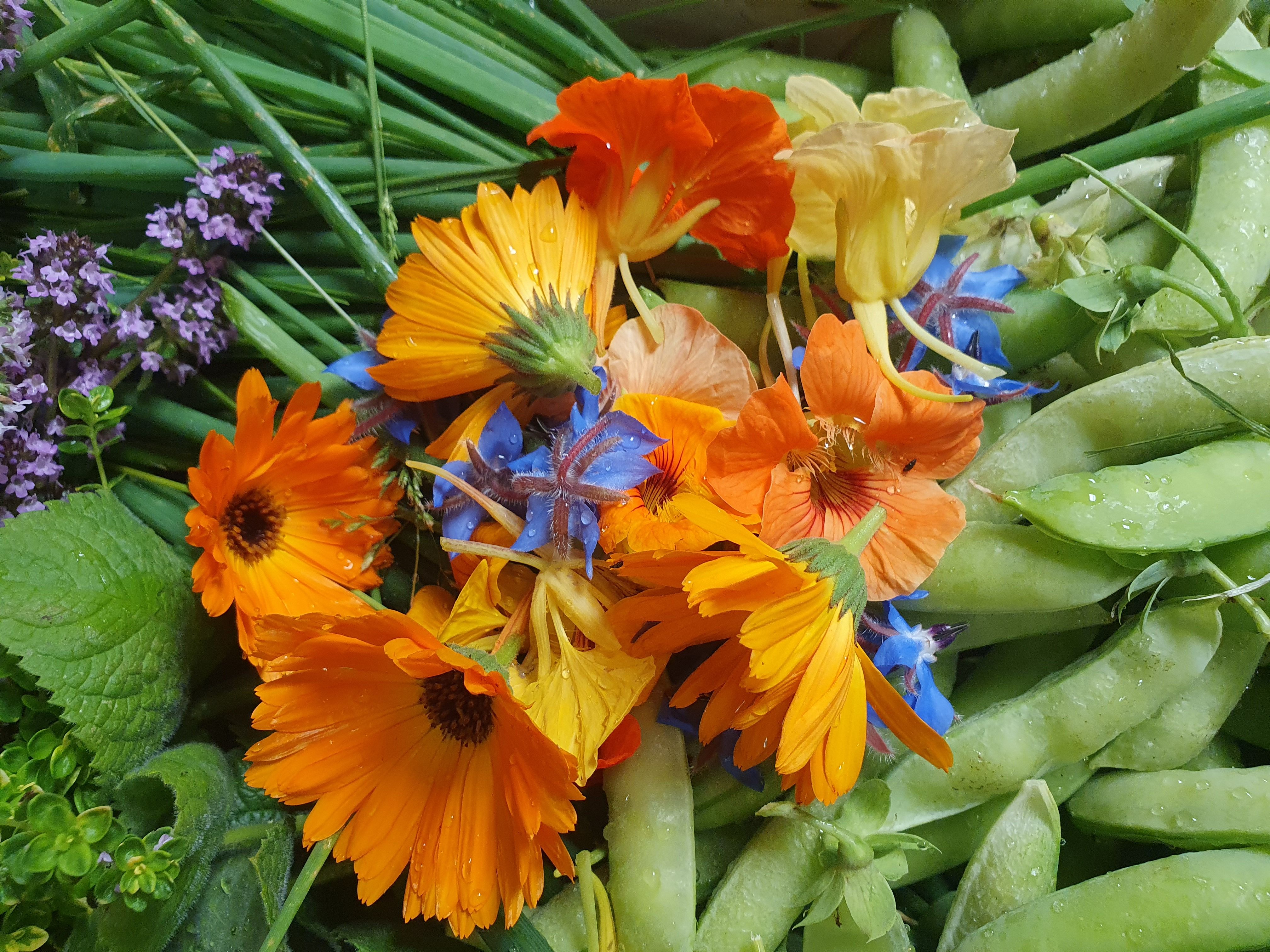 Image of Organically grown Mixed Edible Flowers from The Paddock Smallholding