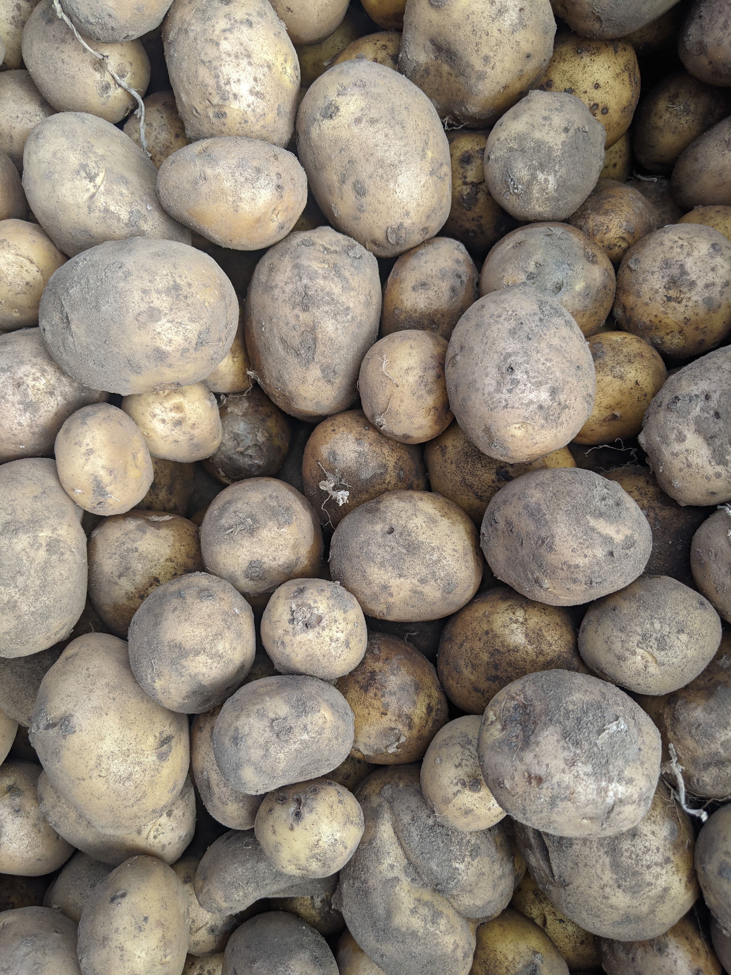 Potatoes (Forty Hall Farm)