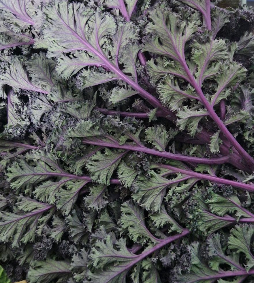 Image of Purple Kale
