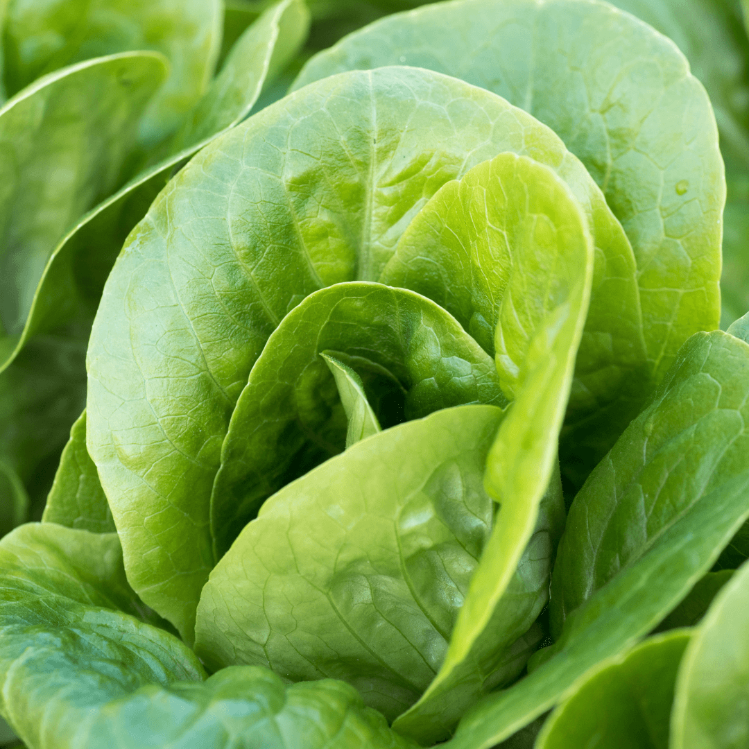Image of Little Gem Lettuce (Lancashire) 2 Pack