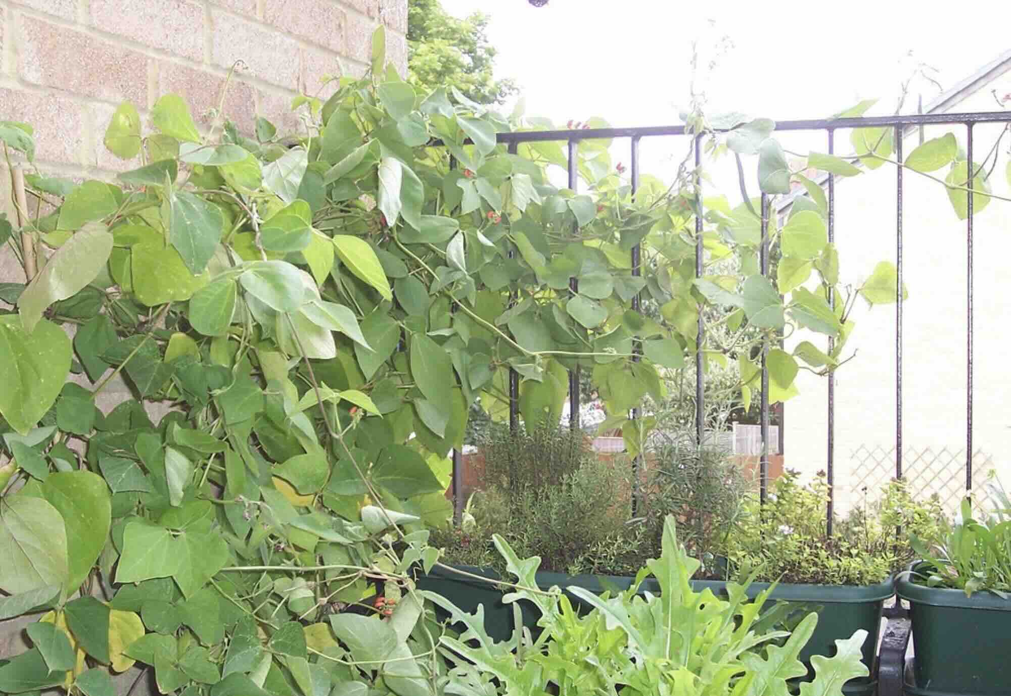 Image of Beans 'Runner' (400g)