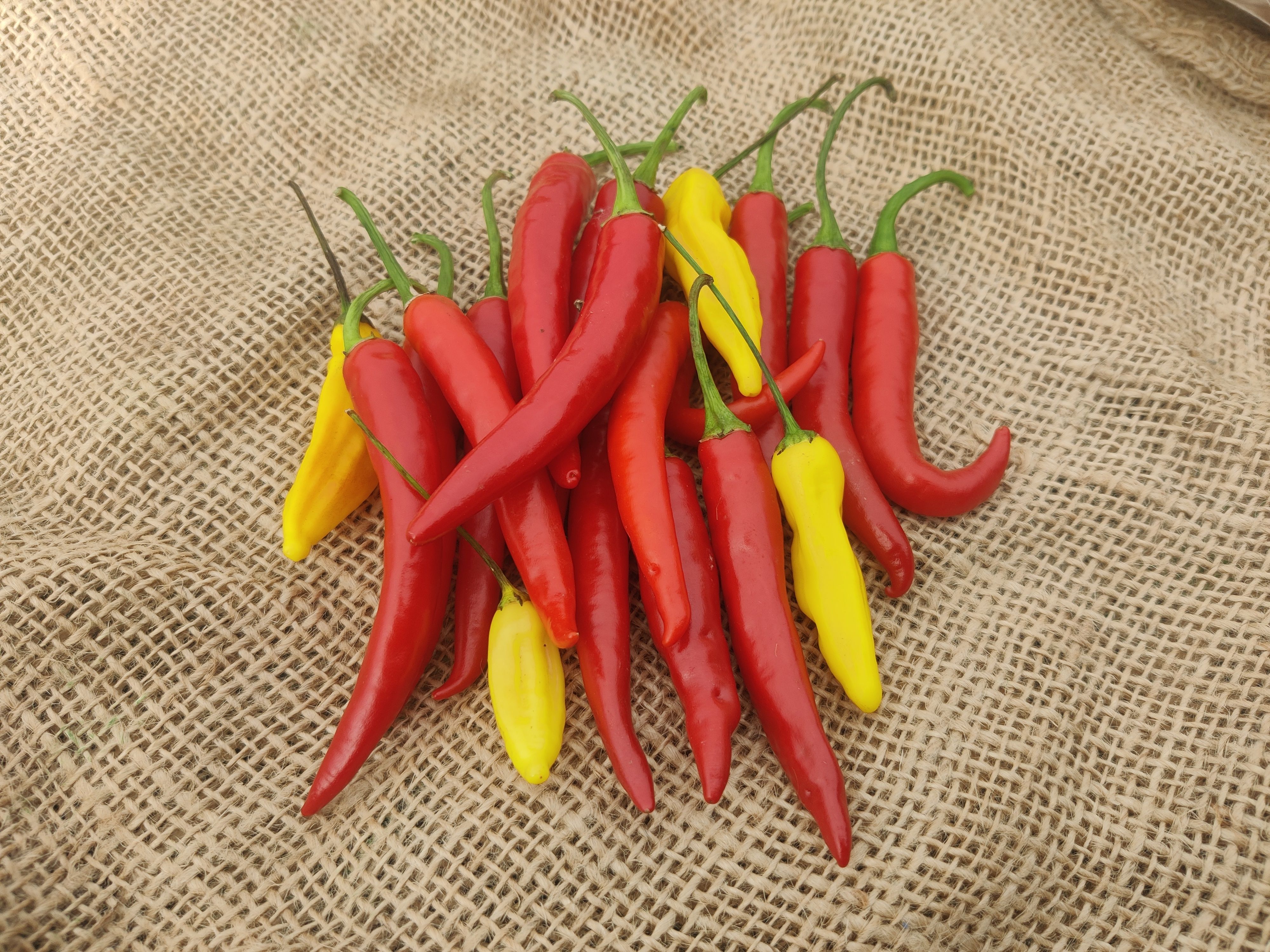 Chillies, hot (Forty Hall Farm)