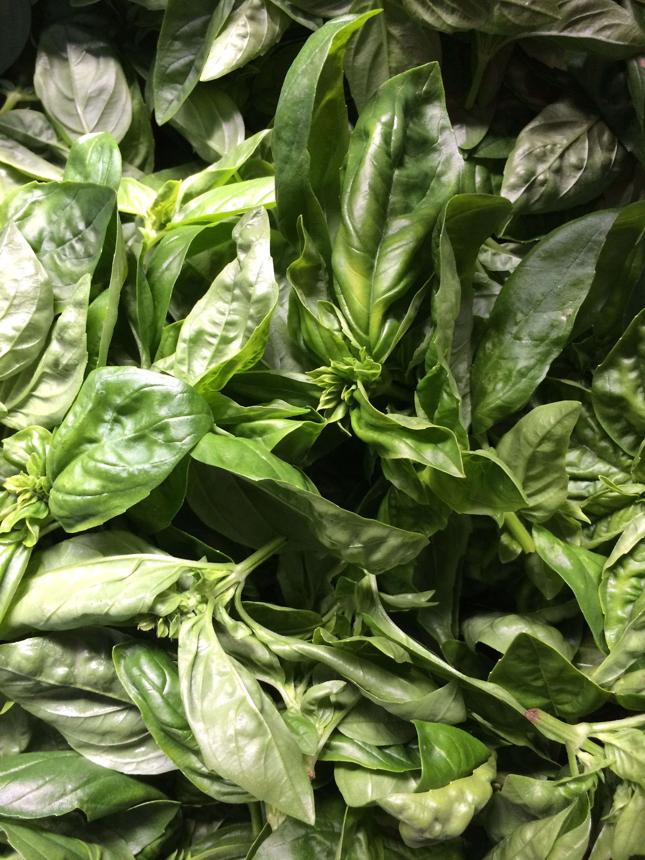 Image of Basil