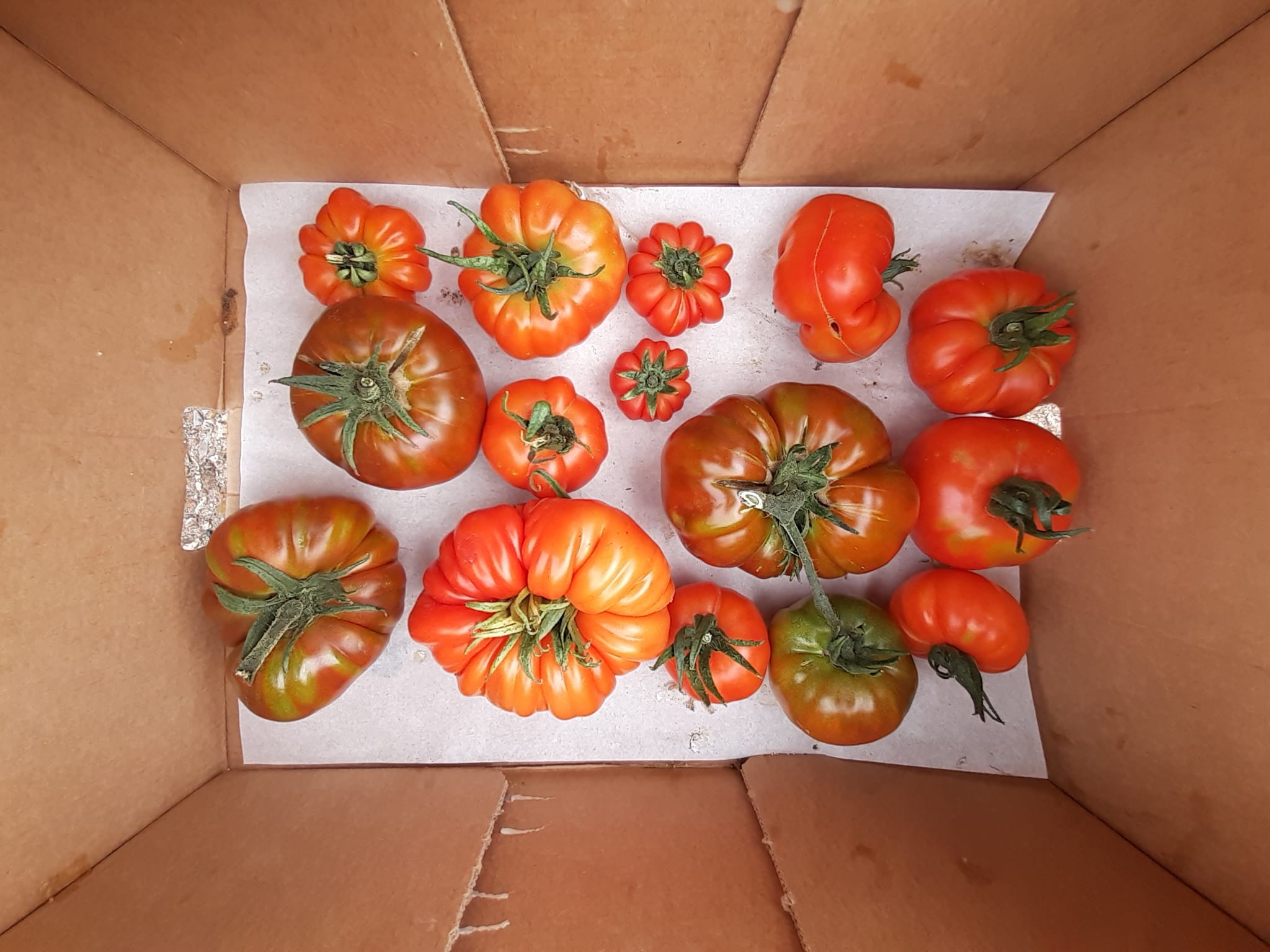 Tomatoes, Heritage Beef
