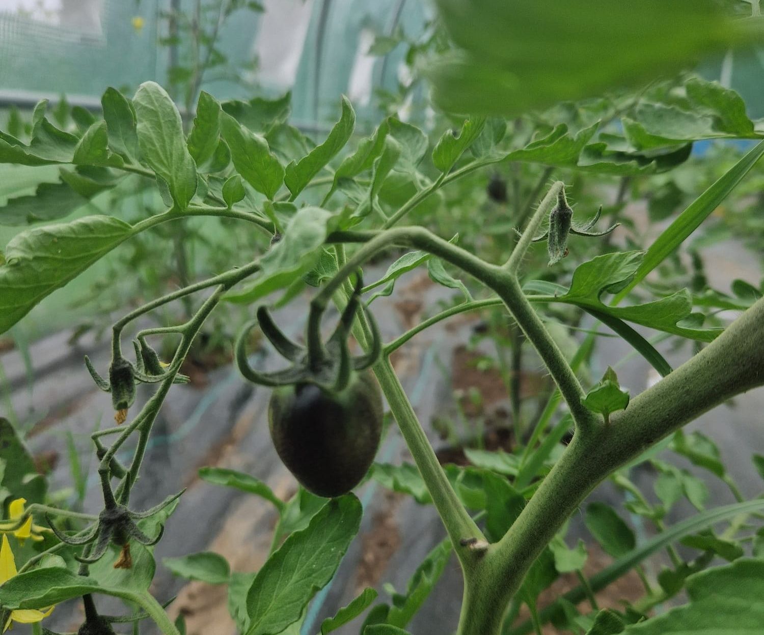 Image of Mixed Cherry Tomatoes
