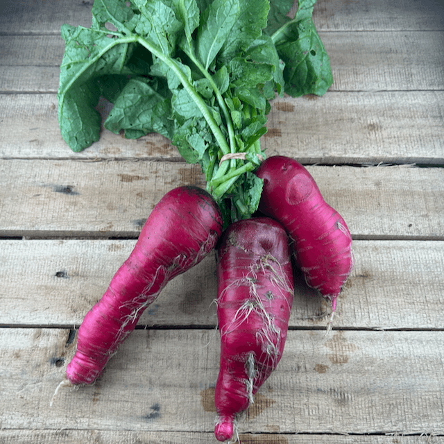 China Rose Radish