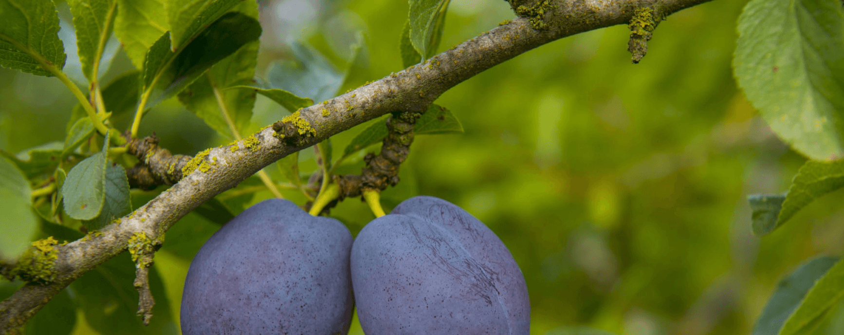 Image of Plums