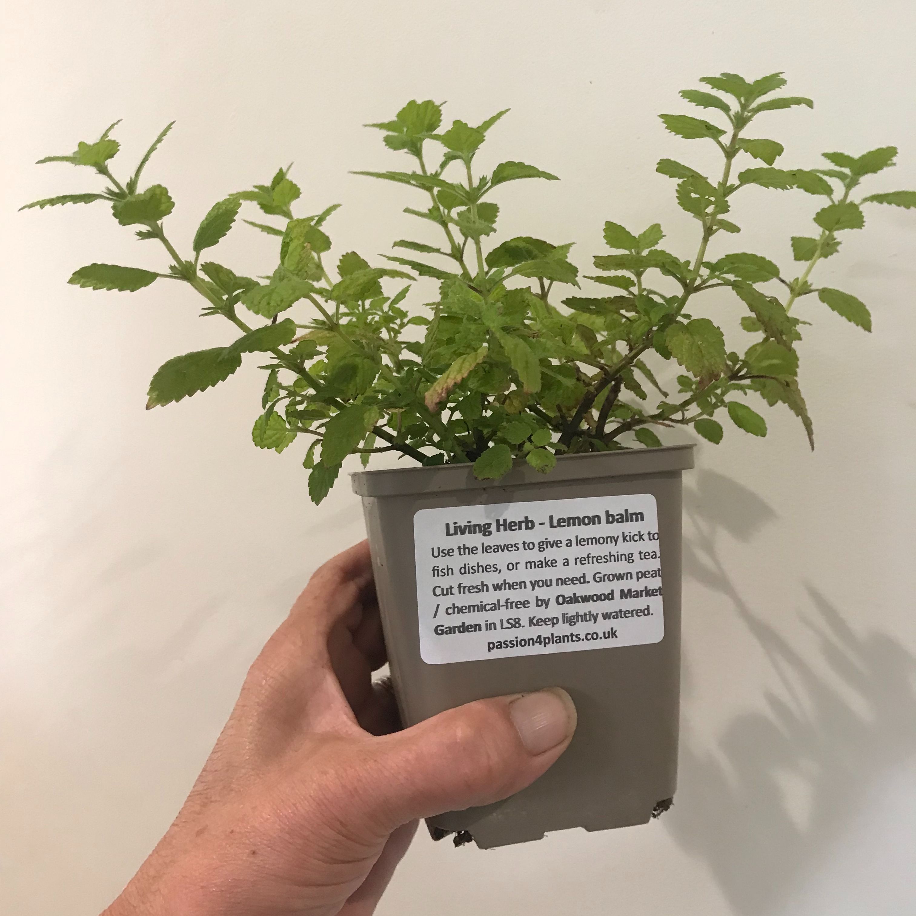 Living Herb – Lemon balm P4P