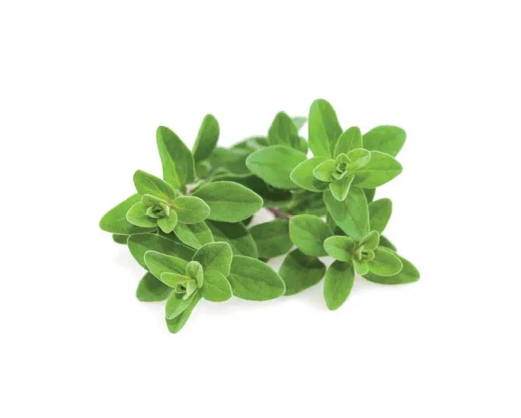 Organically grown Fresh Marjoram 50g: The Paddock