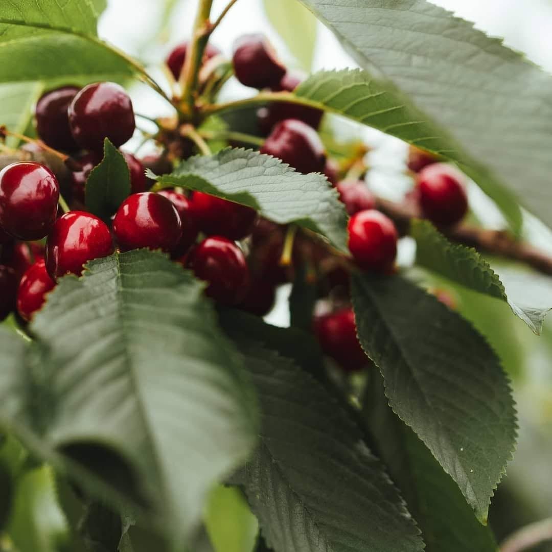 Image of Piper Cherries