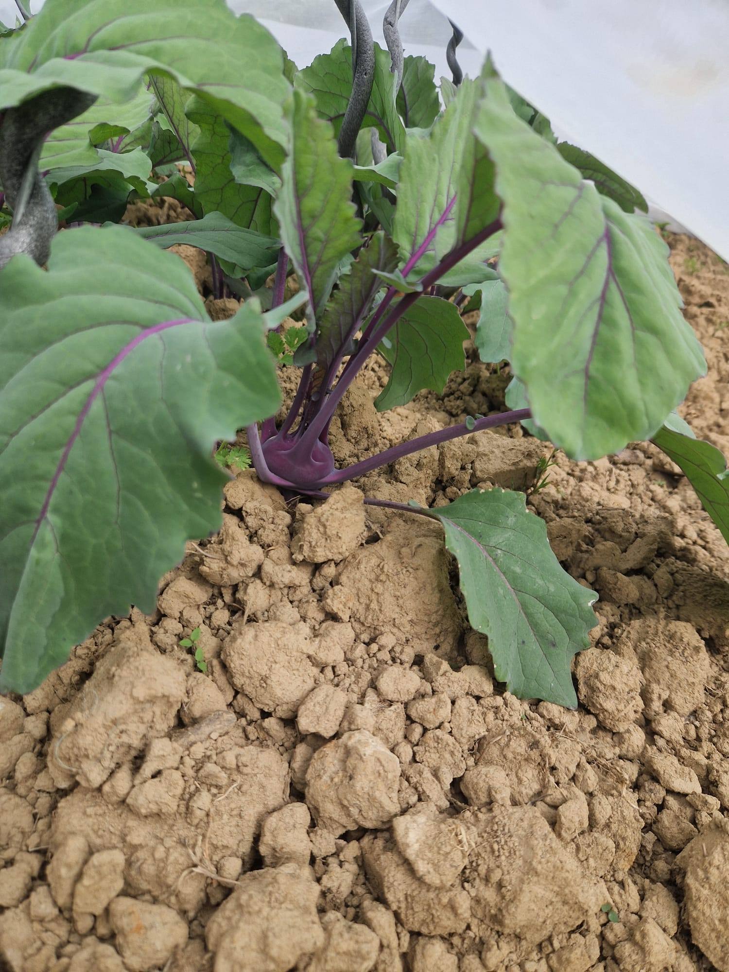 Image of Kohlrabi