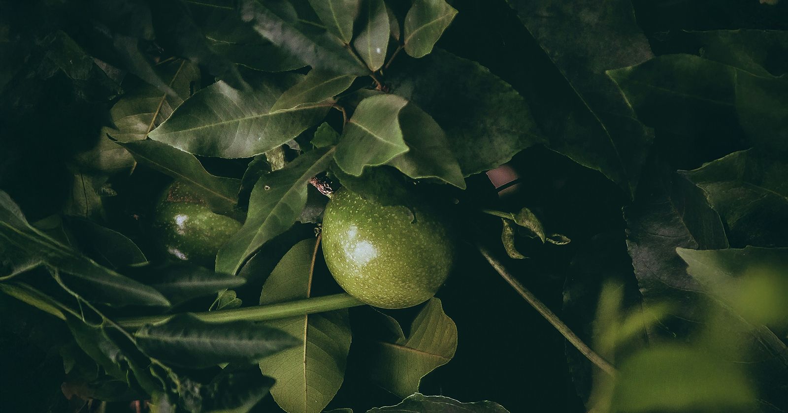 Image of Passion Fruit