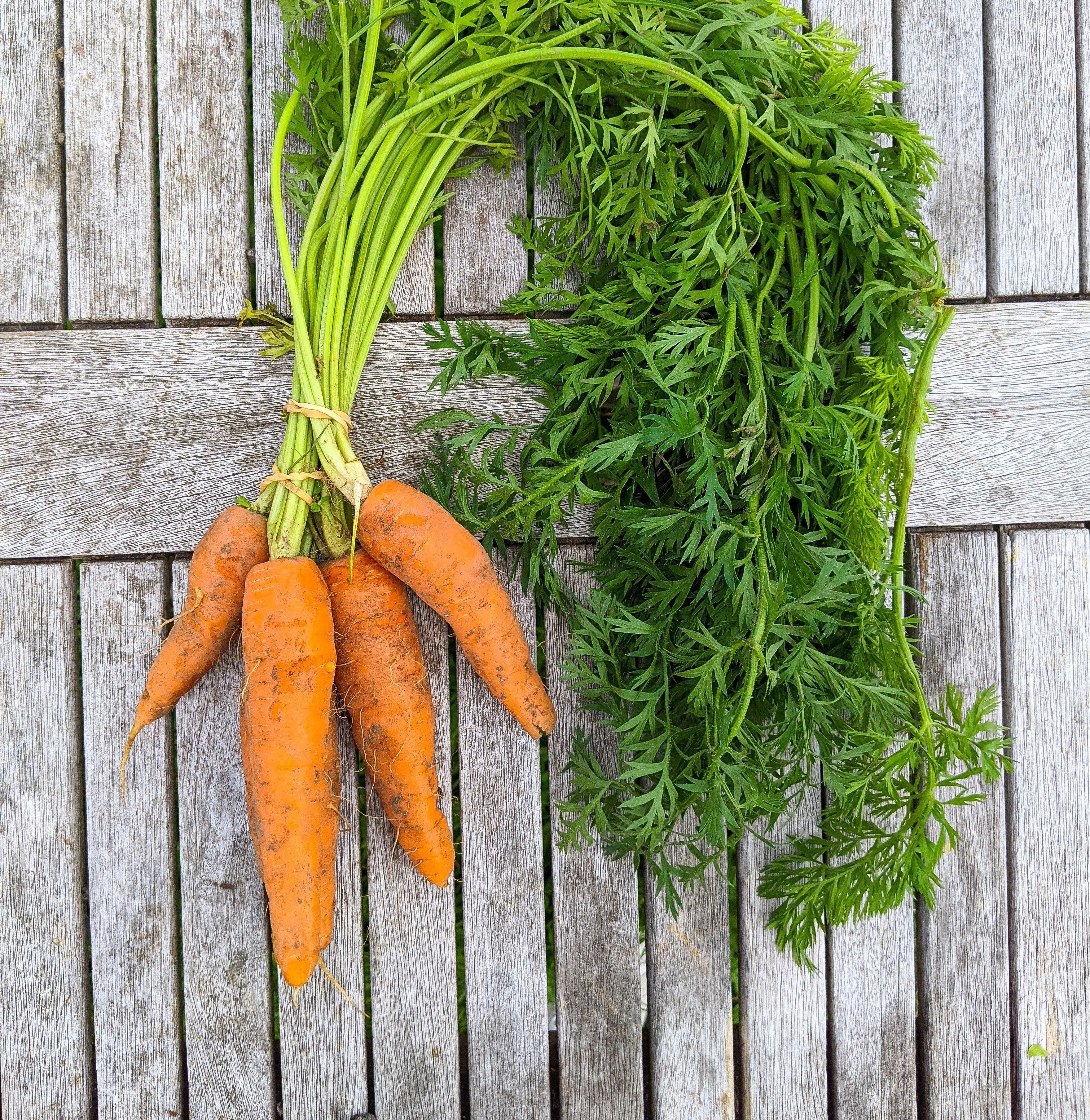 Bunched carrots 