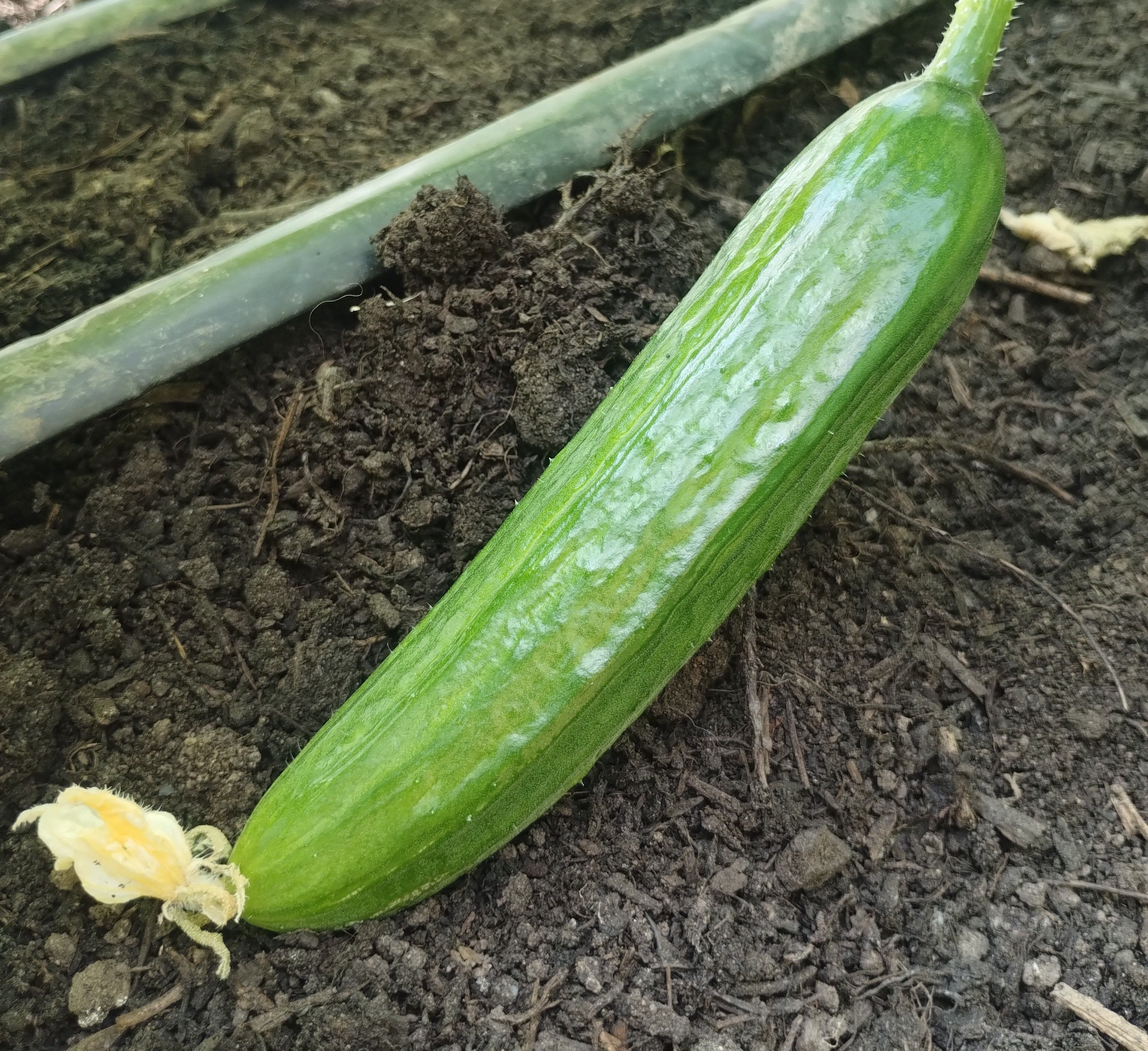 Cucumber