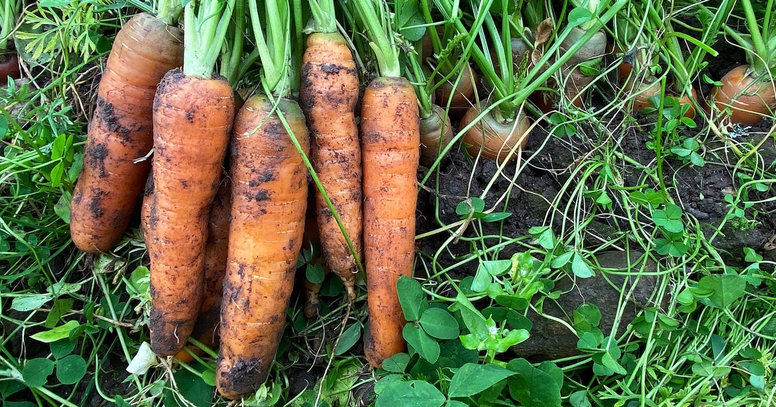 Image of Carrots (Bunch)