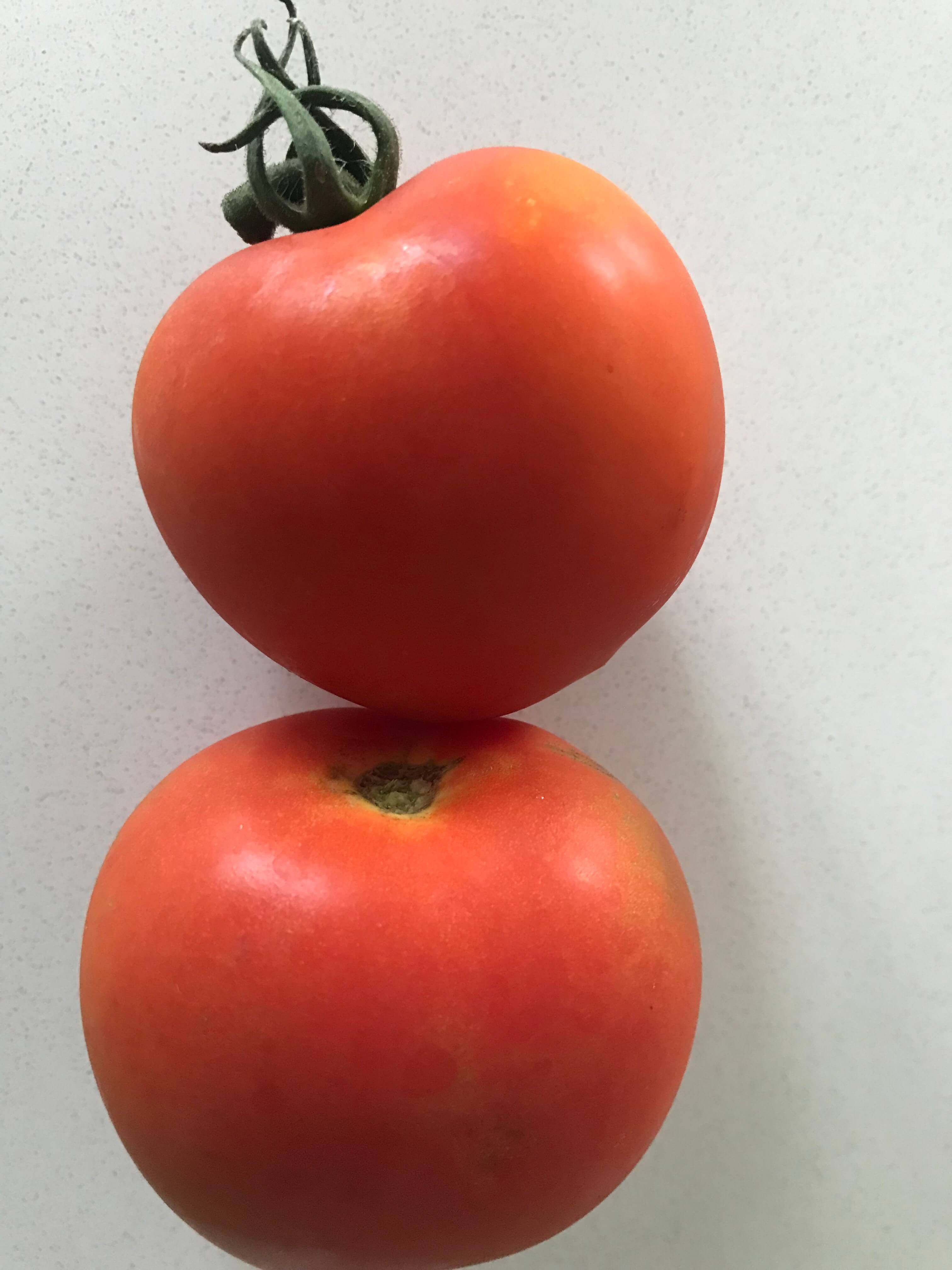 Tomatoes - Salad Moneymaker P4P