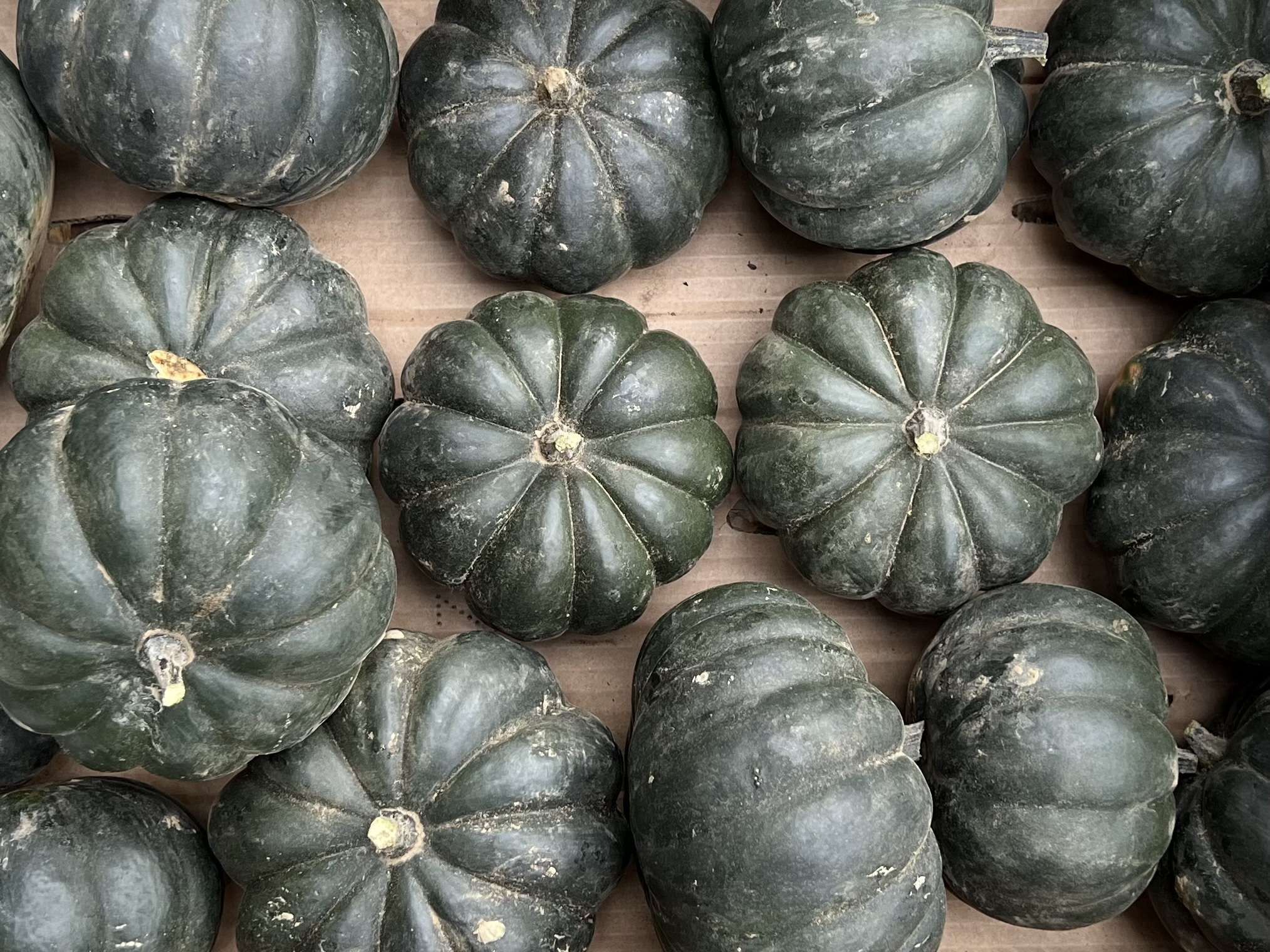 Image of Organic Black Cat Squash UK Grown (Cambridgeshire): per Squash