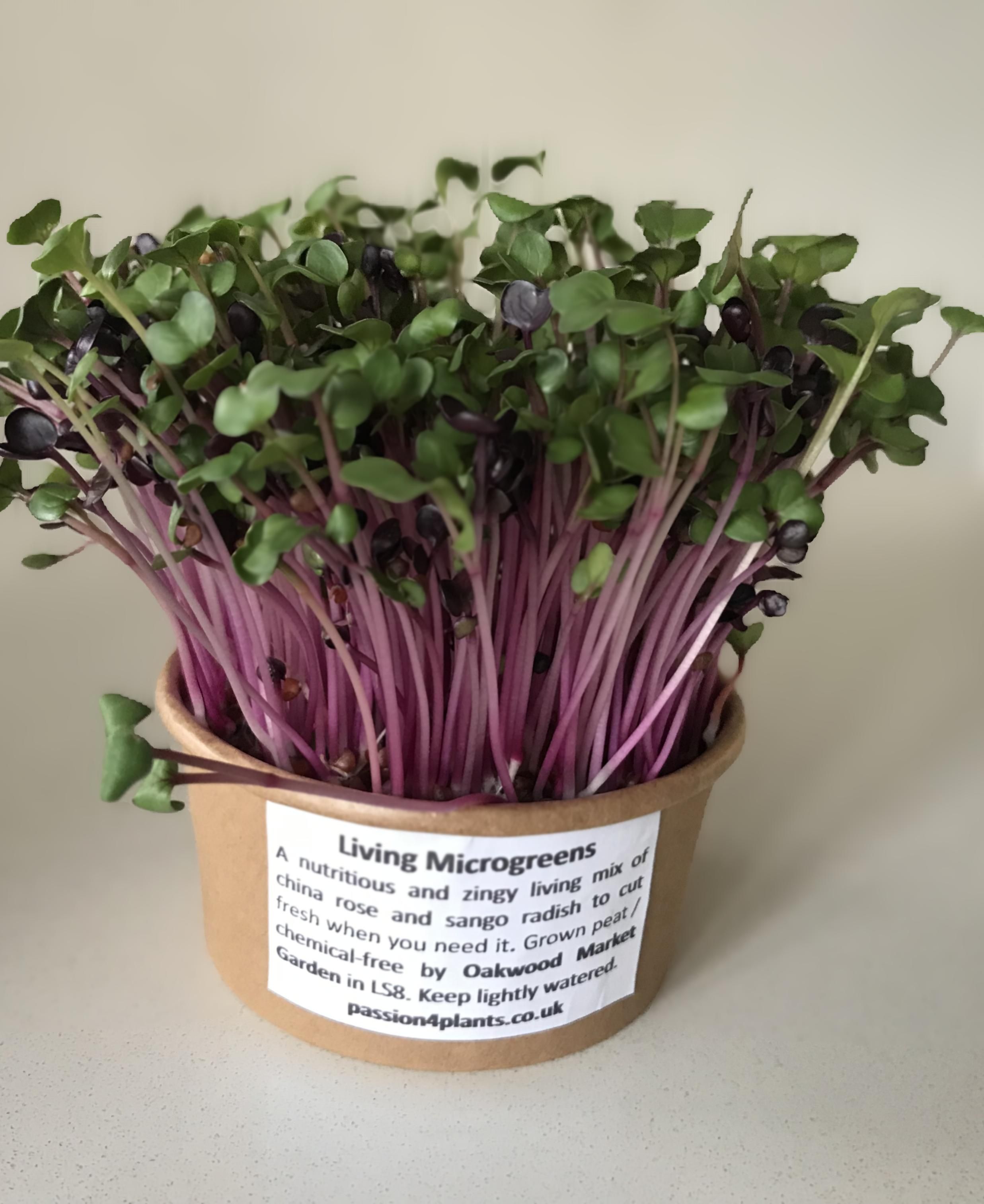 Living Microgreens - P4P