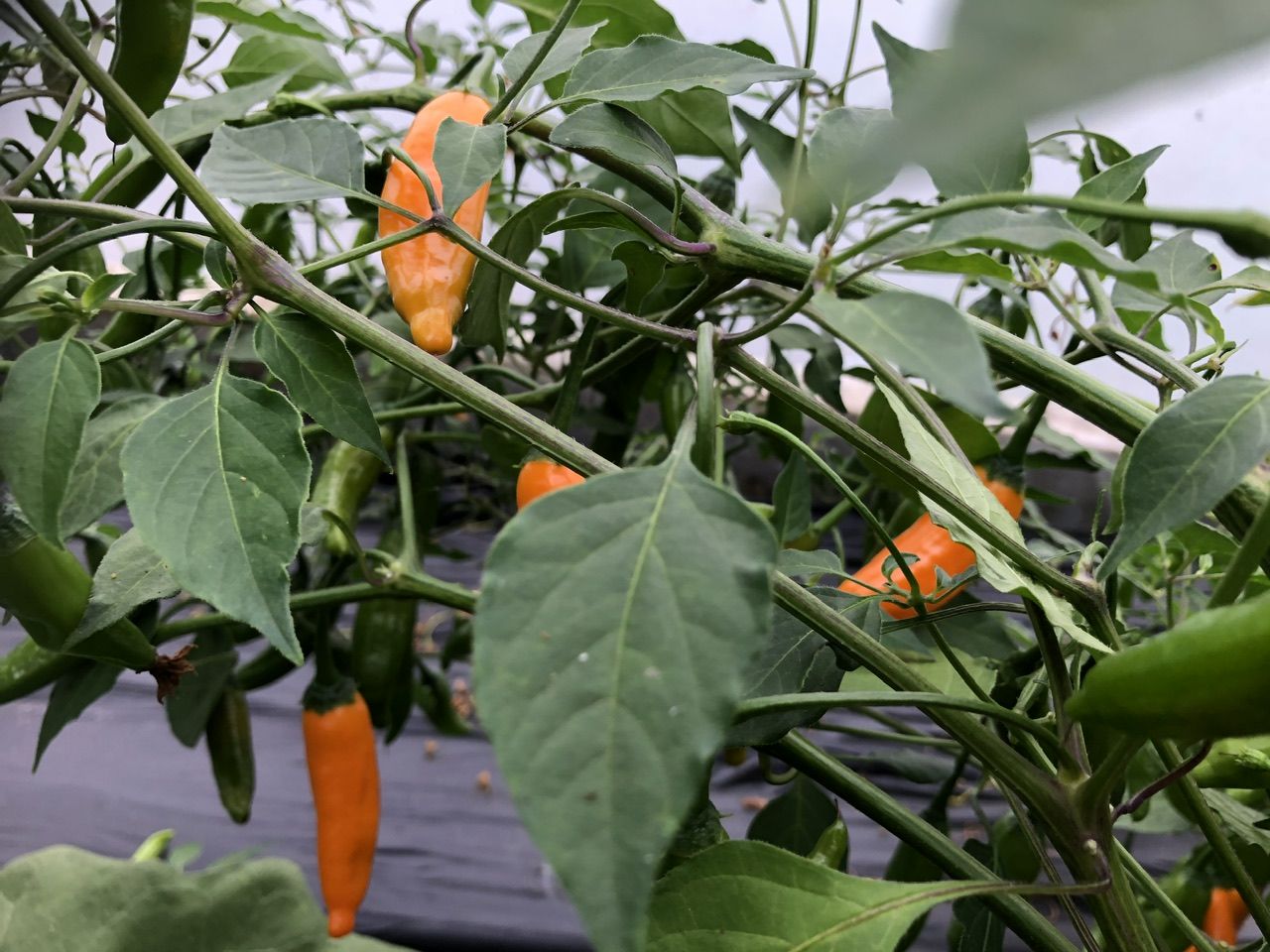 Image of Chilli Peppers Yellow