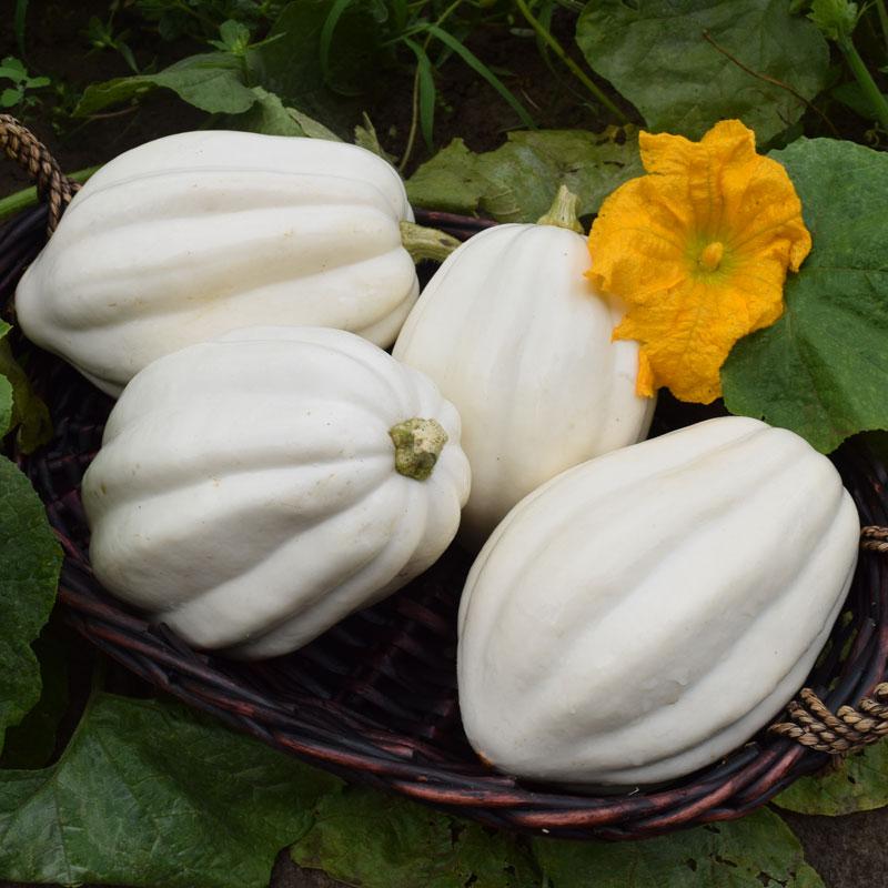 Organic Mash Potato Squash