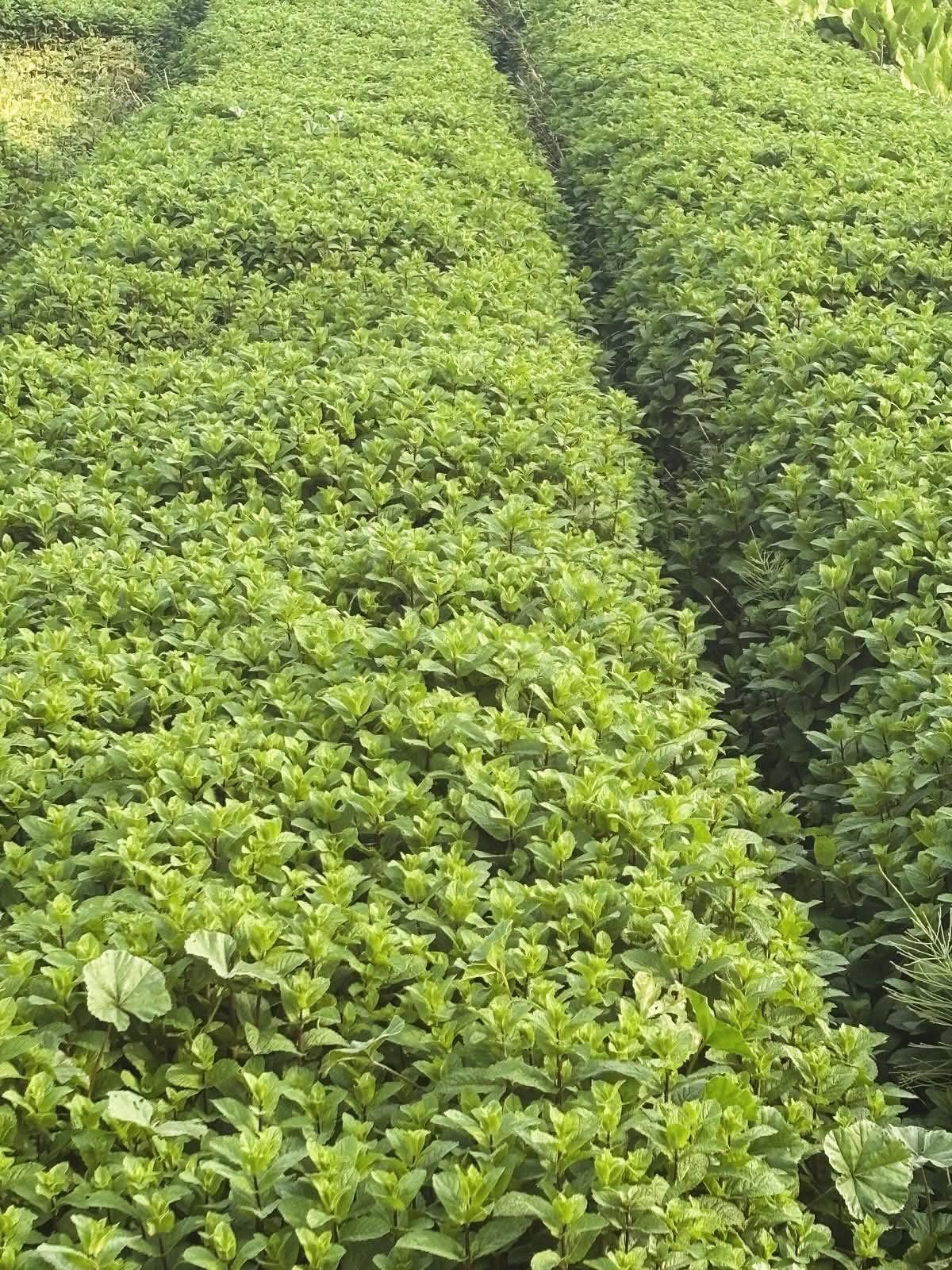 Image of Mint