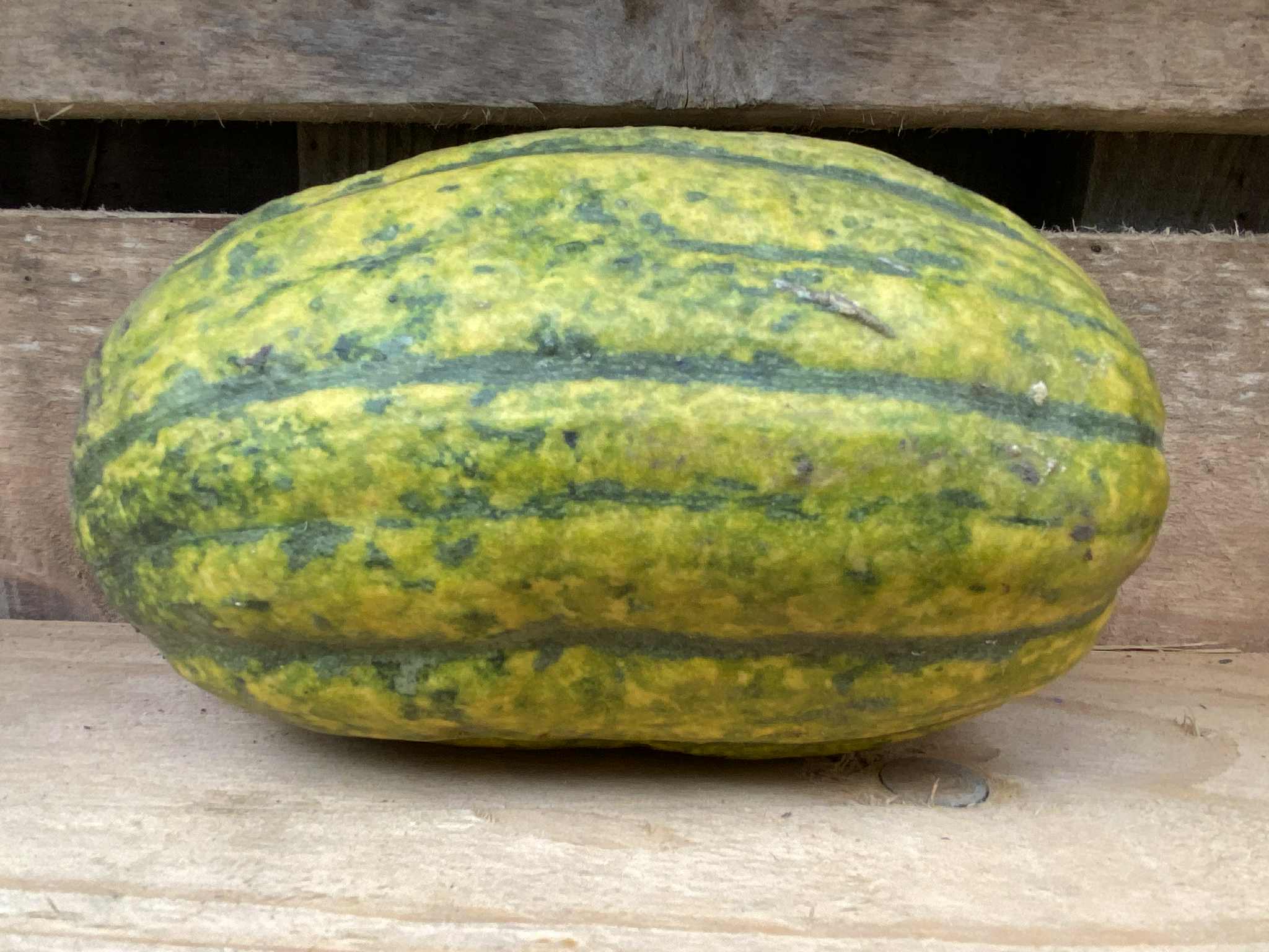 Image of Squash - Delicata (small)