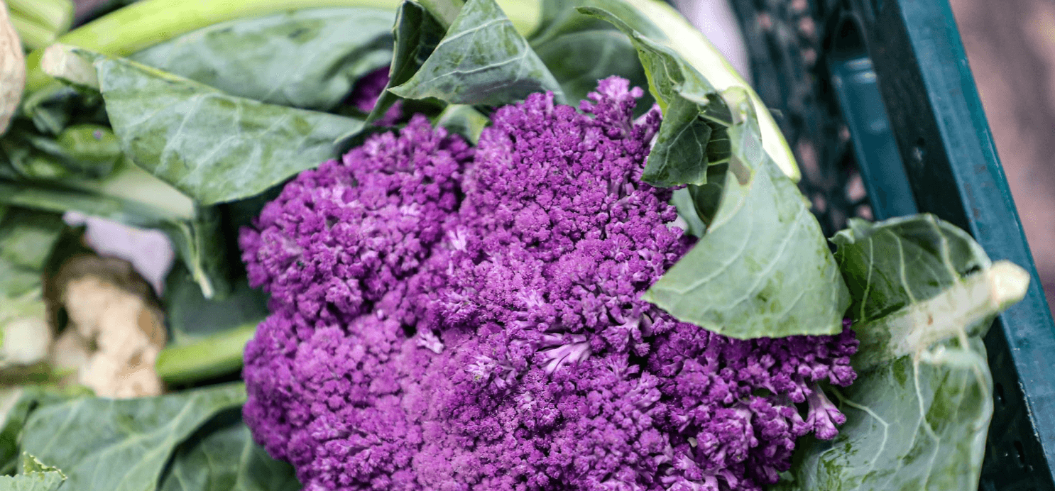 Image of Purple Cauliflower