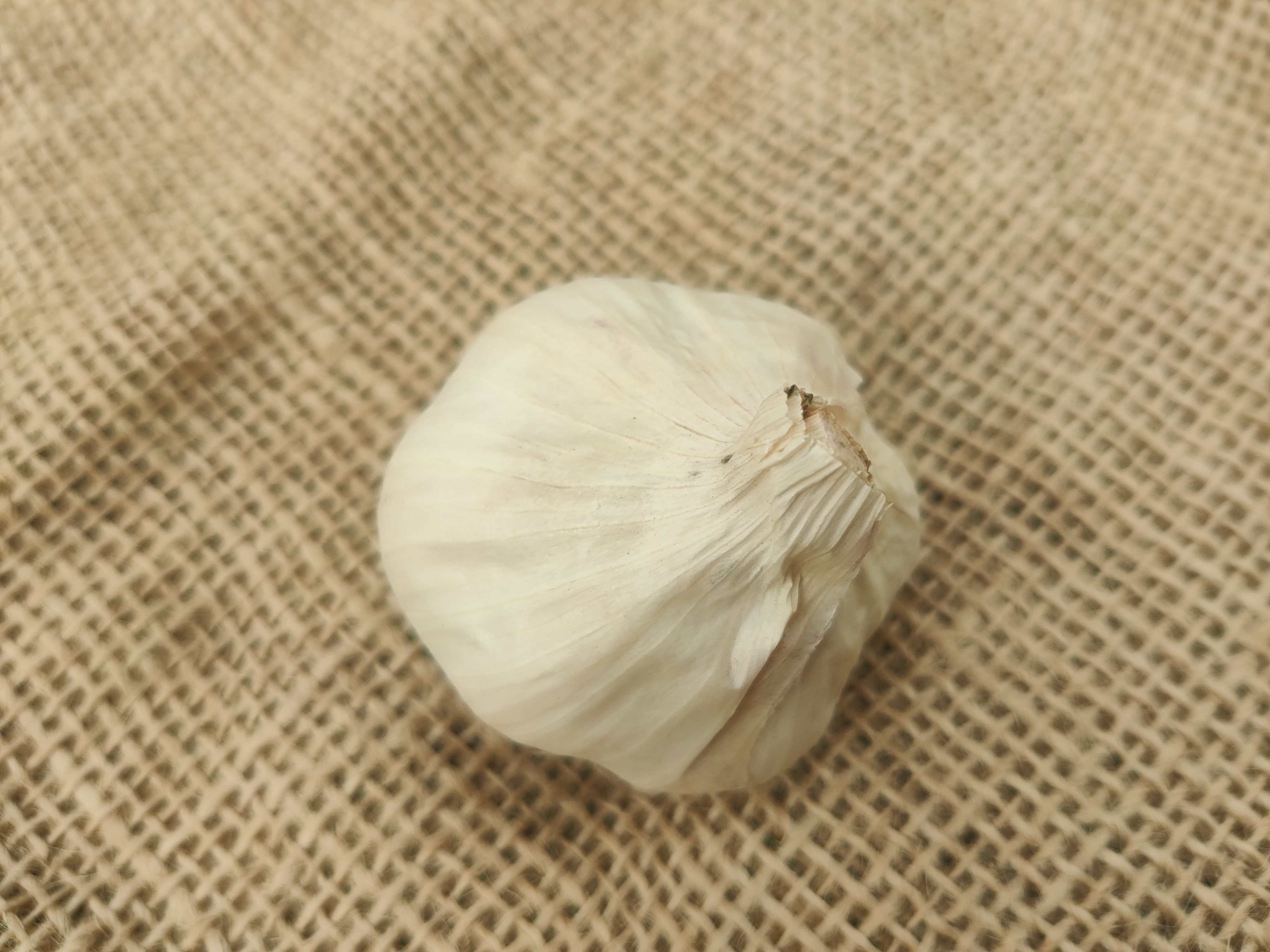 Garlic (Forty Hall Farm)