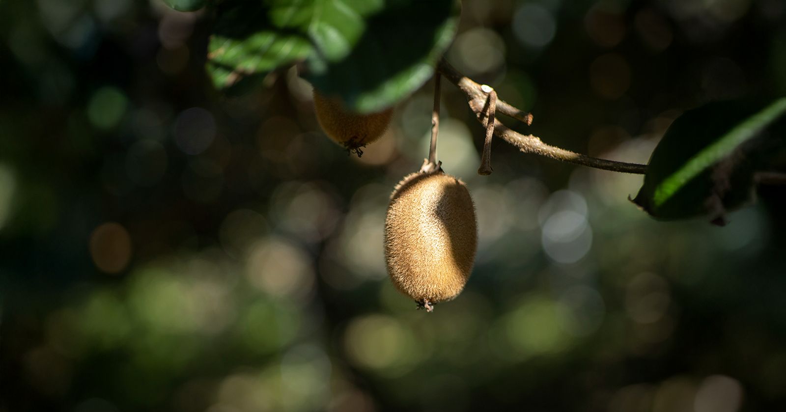 Image of Kiwi Fruit