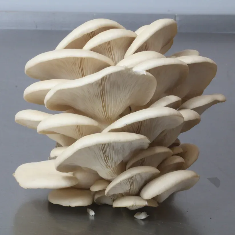 Image of Pearl Oyster Log Kit