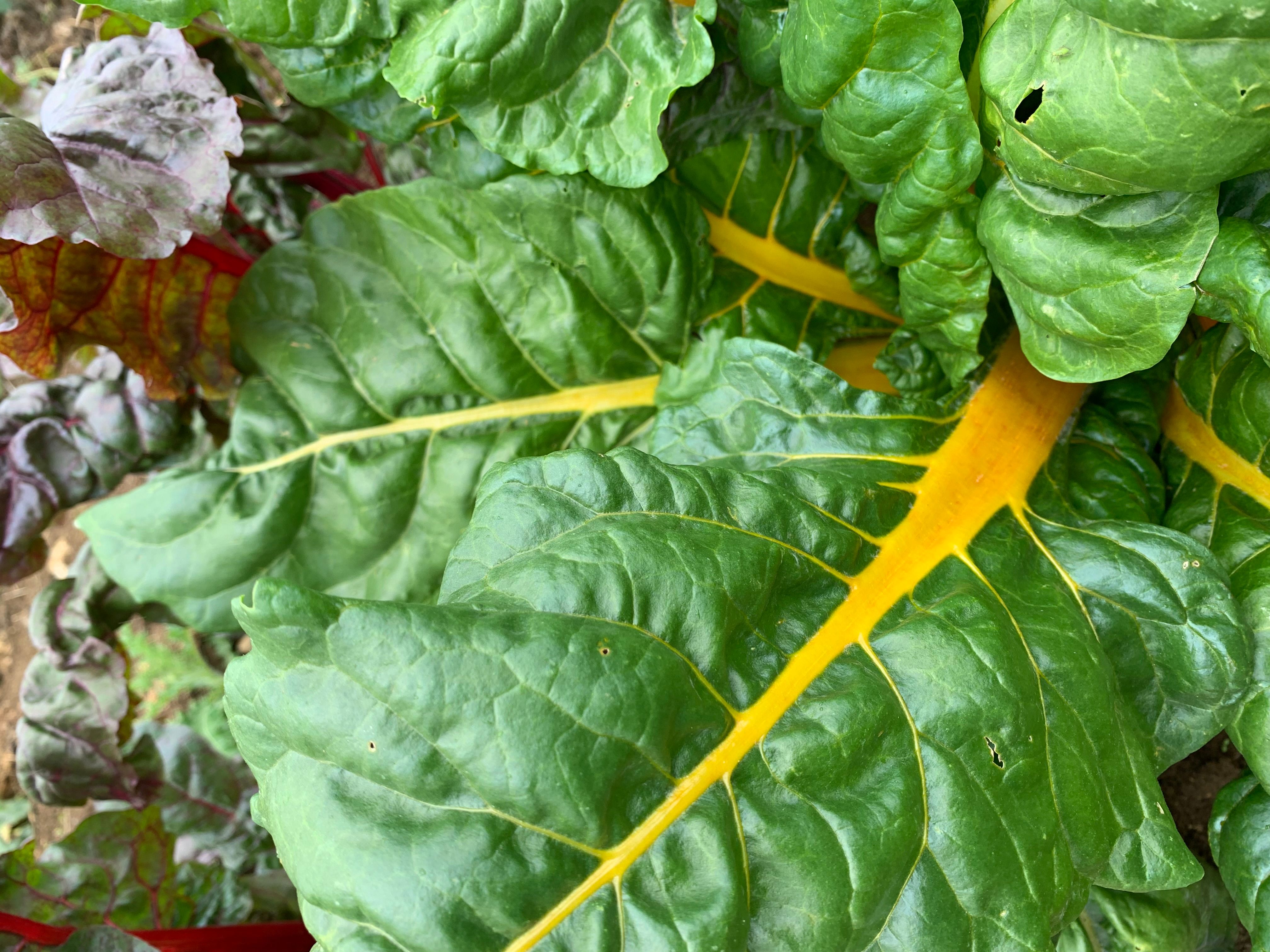 Image of Salad and Greens