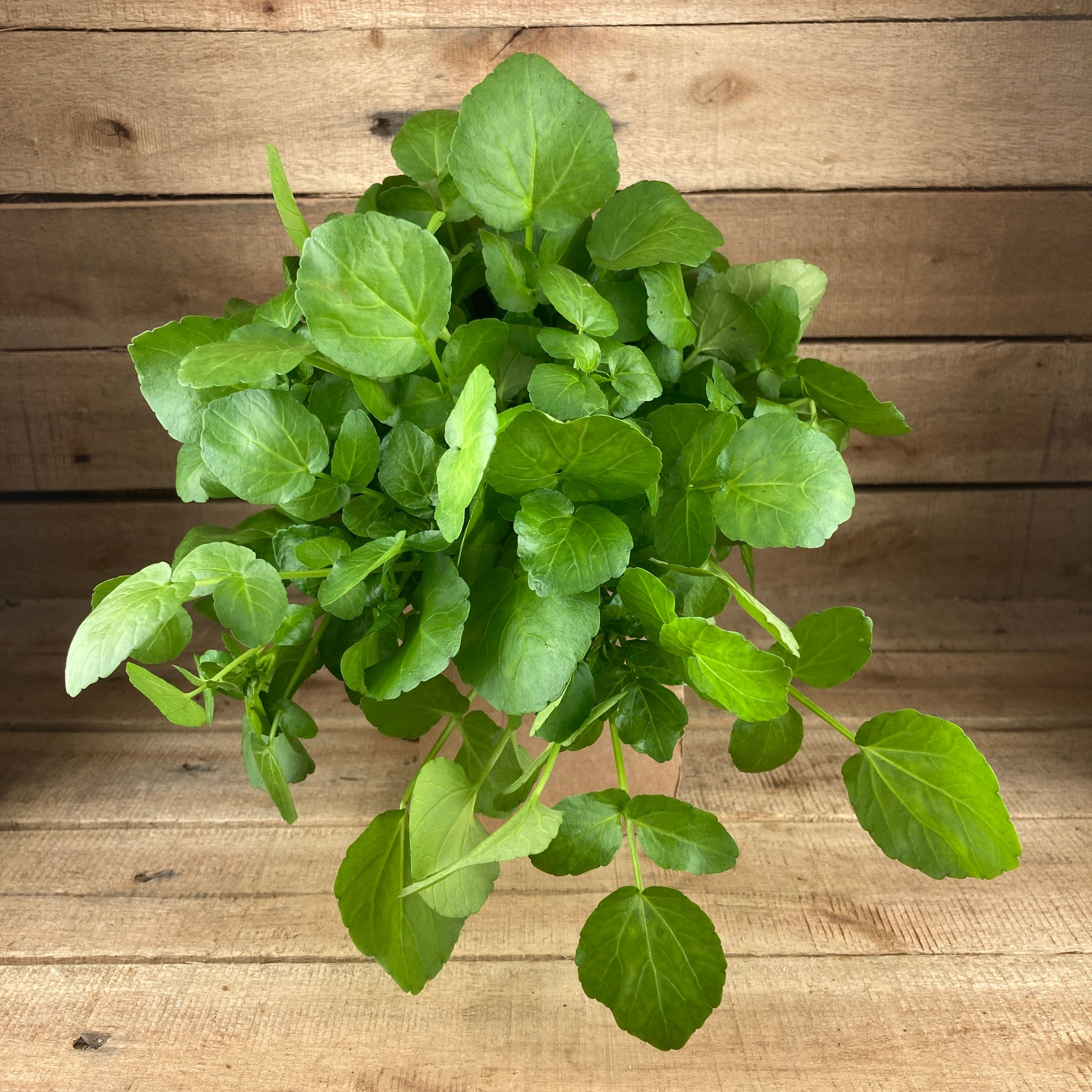 Image of Watercress - Sandy Lane