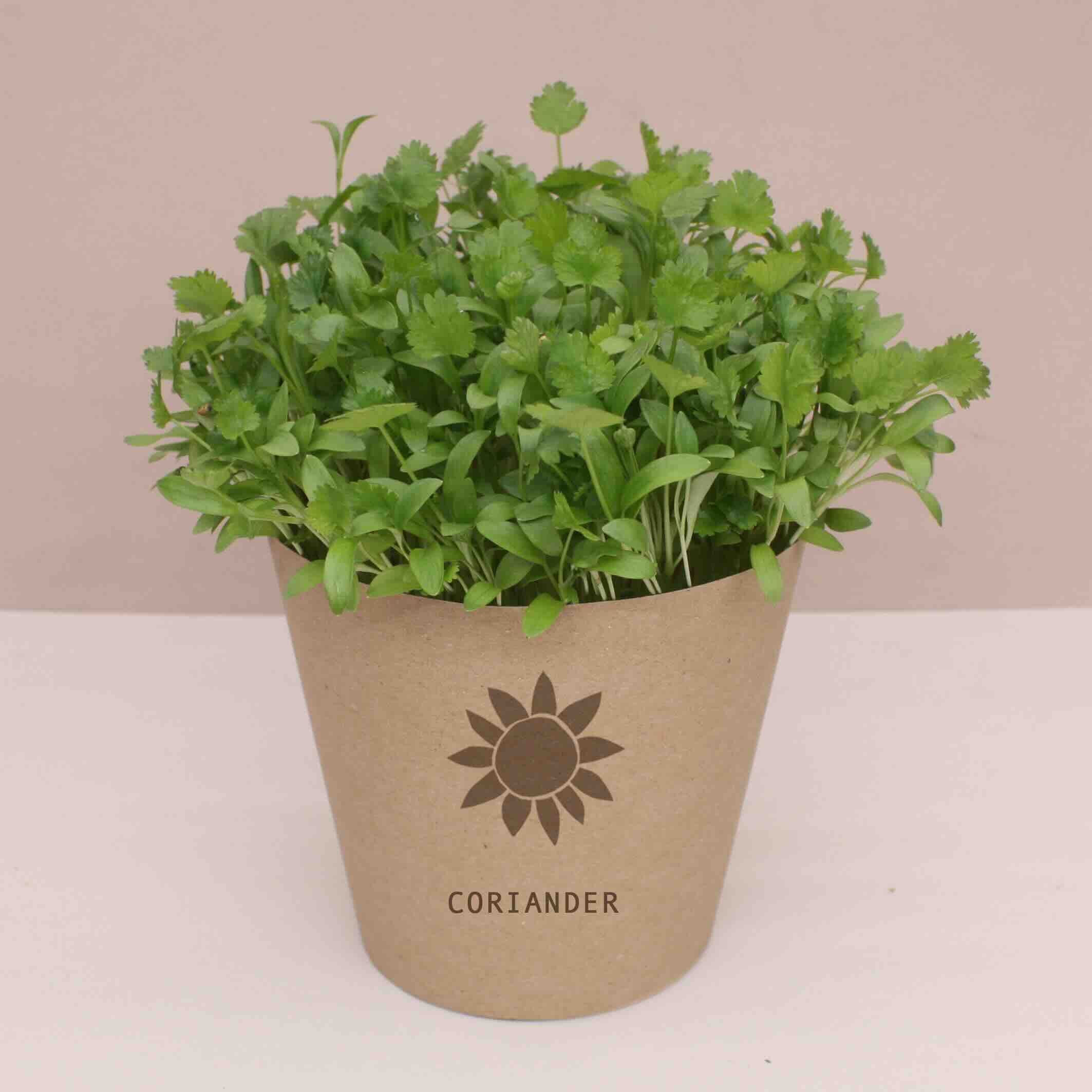 Coriander 'Living'