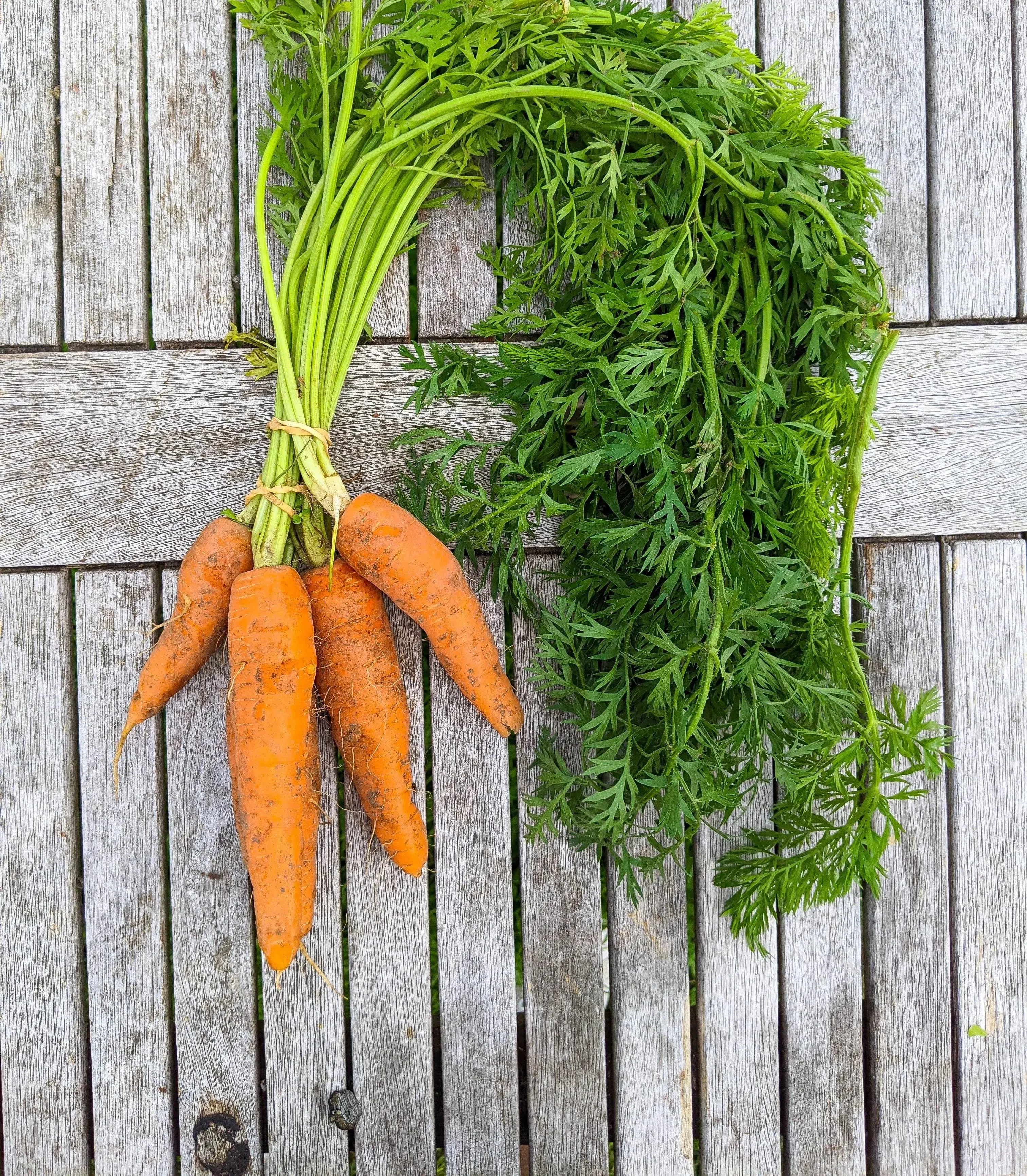 Carrots Bunched