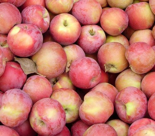 Image of Apples - Spartan