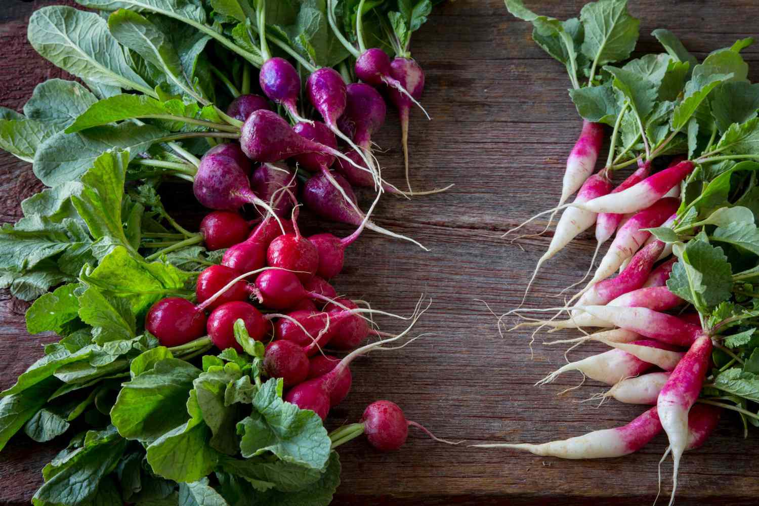 Image of Radish (Forty Hall Farm)