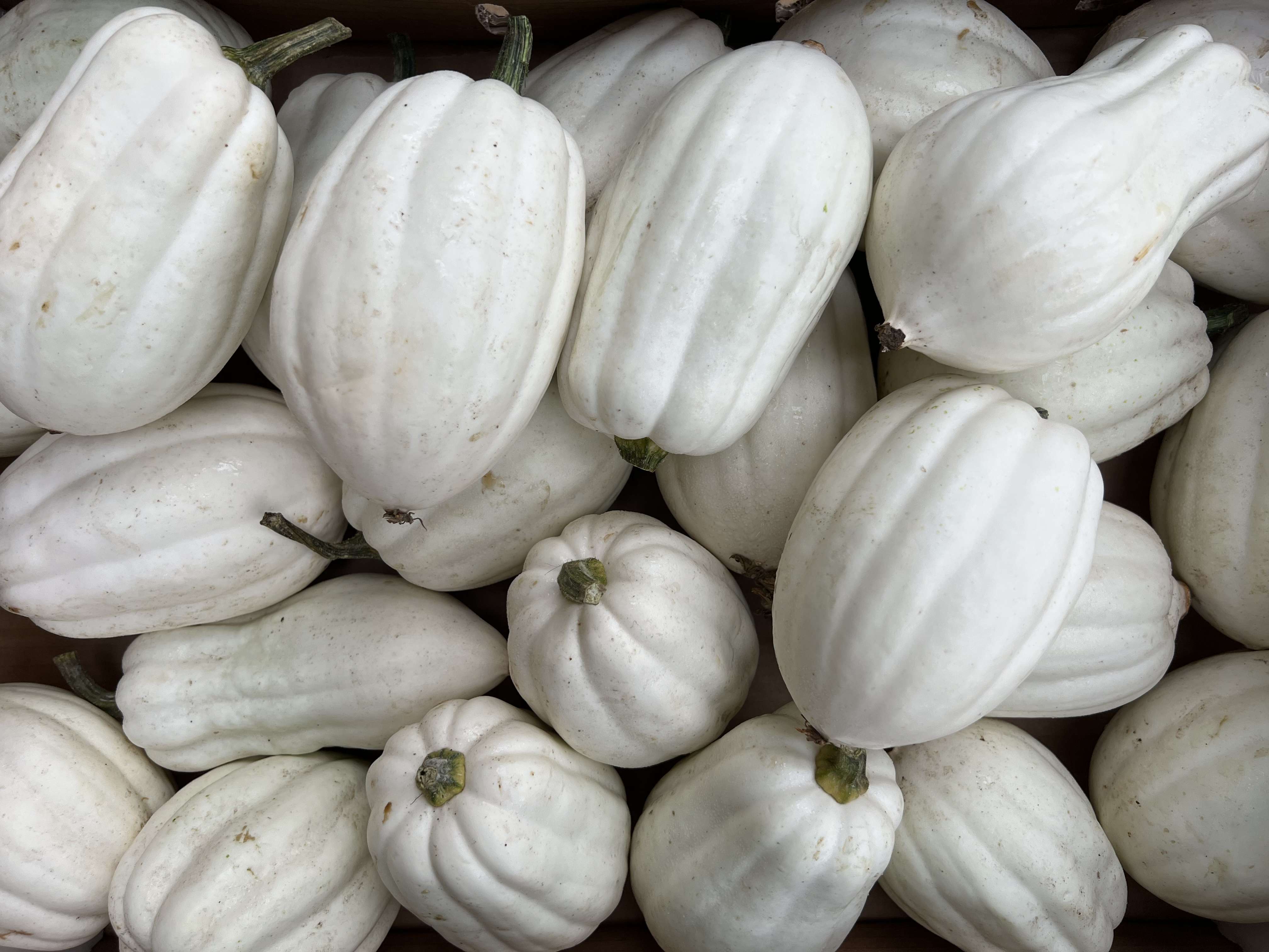 Image of Mashed Potato Squash
