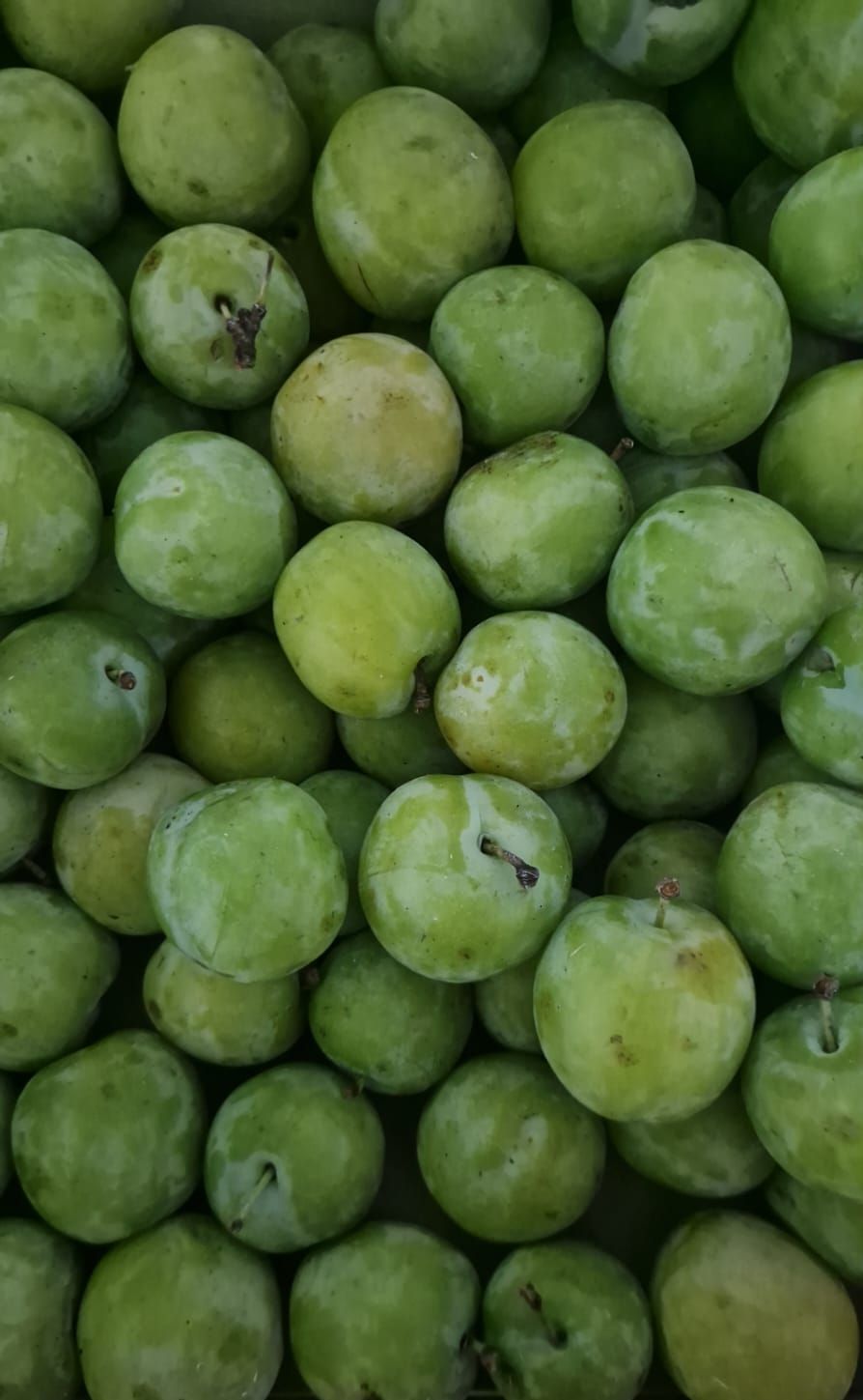 Greengages 500g