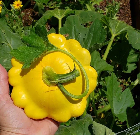 Squash - Patty Pan LP