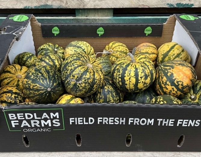 Squash - Harlequin