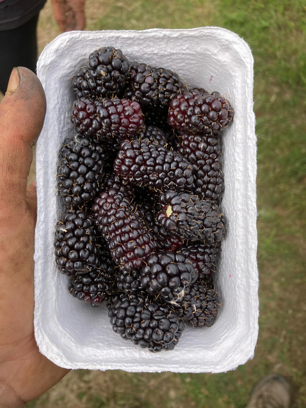 Image of Blackberries