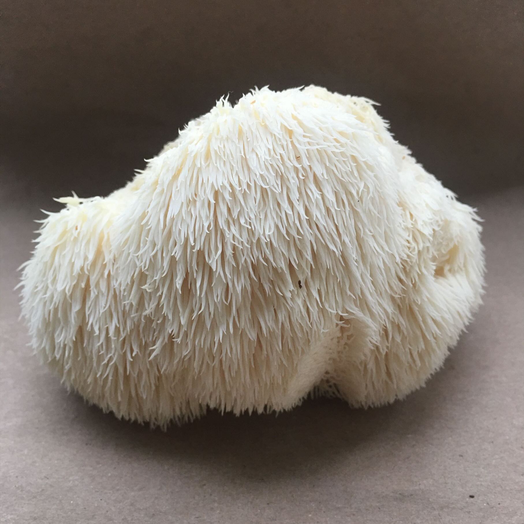 Mushrooms - Lions Mane 250g