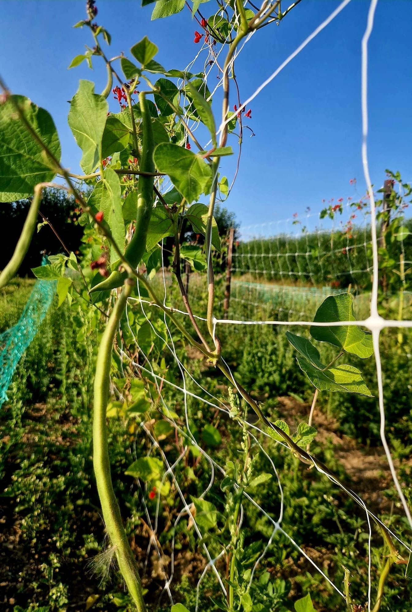Image of Runner Beans